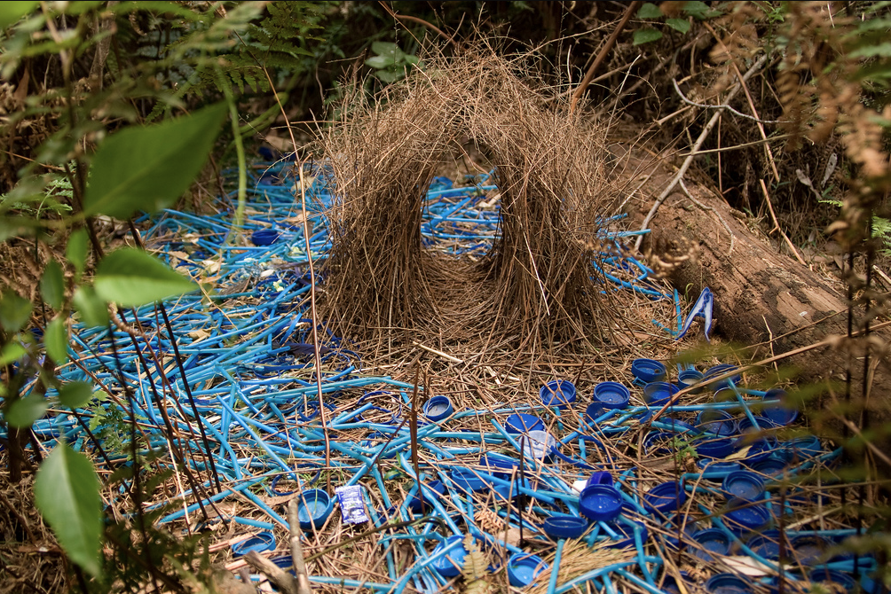 Bowerbird Nest